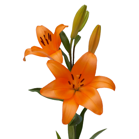 Orange Asiatic Lilies- 10 Stems