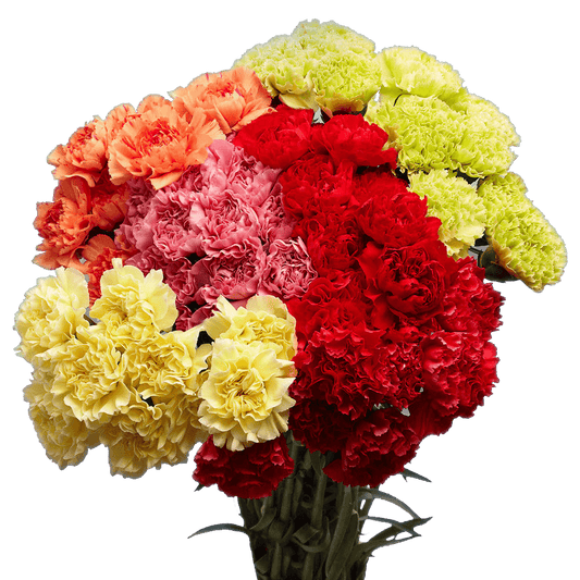 Carnations- 100 Stems